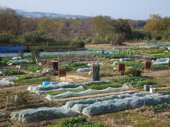 外の浜市民農園写真