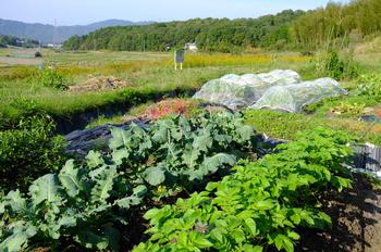 加茂ふれあい農園写真