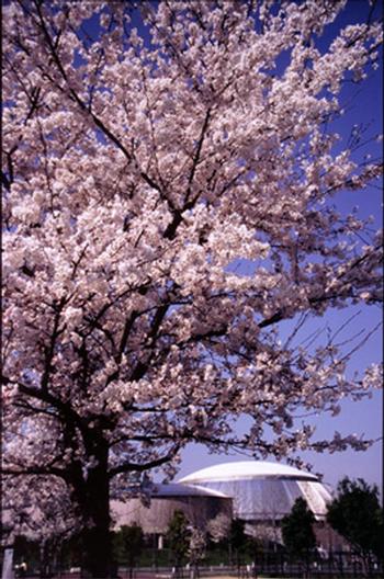 入賞作「いきいきランドの桜」の画像