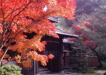 入賞作「燃える紅葉」の画像