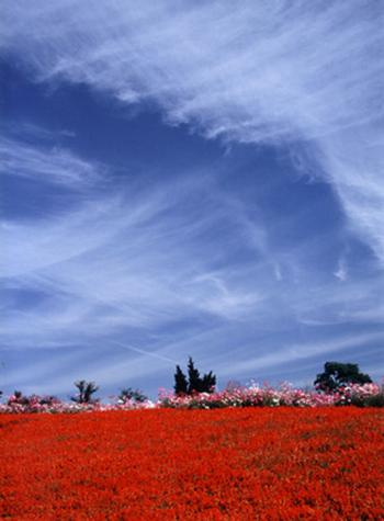 入賞作「爽やかな秋空」の画像