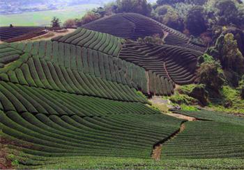 優秀賞「緑の流線」の画像