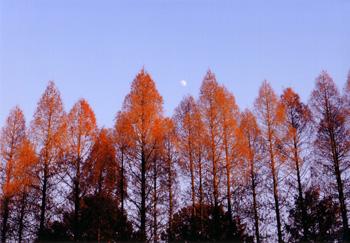 入賞作「メタセコイアの見る夢は」の画像