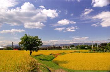 優秀賞「豊饒讃歌」の画像