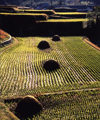 入賞作「晩秋」の画像