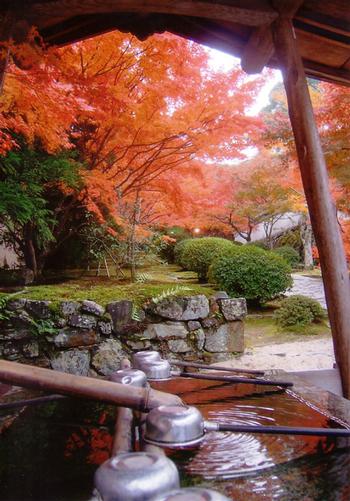 入賞作「紅葉の参道」の画像