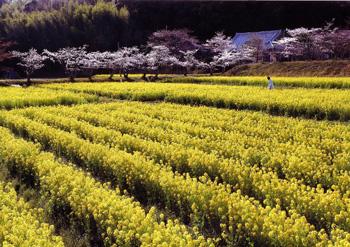 入賞作「満開の菜の花畑」の画像