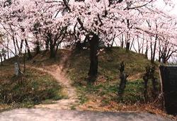 桜の花が咲く飯岡丘陵