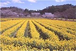 大御堂観音寺参道の桜並木や一面に広がる菜の花の風景の写真