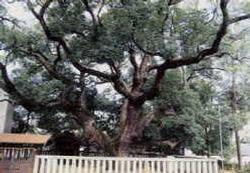 楠木正行の供養塚に植えられた楠