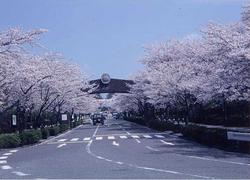 飯盛霊園の桜並木