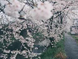 虚空蔵谷川沿いの桜の写真