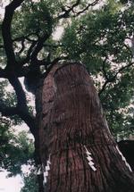 樹齢1000年ともいわれているクスノキの写真
