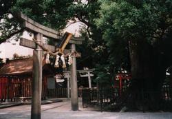 阿遅速雄神社の鳥居