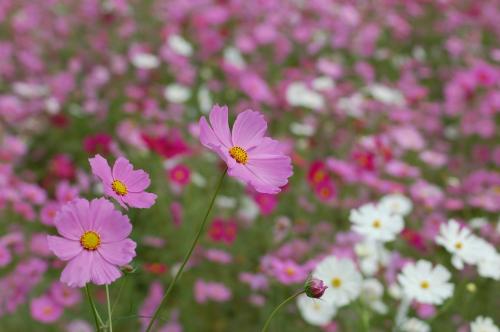 市のコスモスの写真