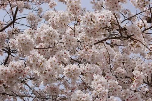 市の桜の写真