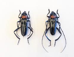 クビアカツヤカミキリ