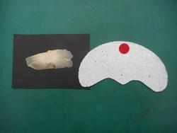 種の模型の写真