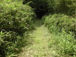 令和4年6月10日の通路整備作業の写真8