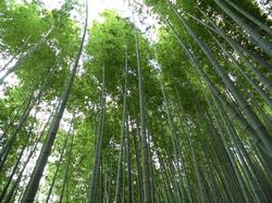 令和4年6月10日の里山の竹林の写真