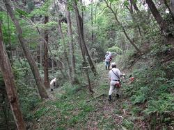 平成28年5月25日の通路整備作業の写真2