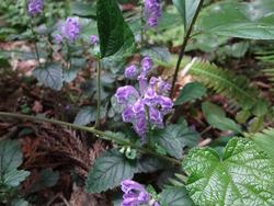平成28年5月25日　里山の花の写真1