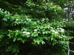 平成28年5月25日　里山の花の写真2