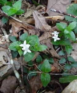 平成28年5月25日　里山の花の写真3