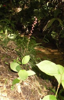 平成28年9月27日 里山の花の写真