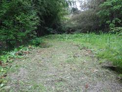 平成29年5月24日の通路整備作業の写真2