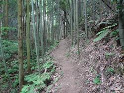 平成29年5月24日の通路整備作業の写真4