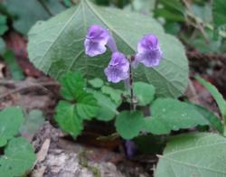 平成29年5月24日 里山の花の写真1