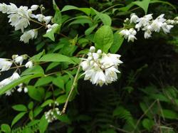 平成29年5月24日 里山の花の写真2
