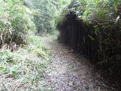 平成29年10月25日の通路整備作業の写真3