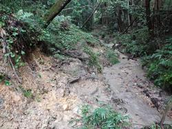 平成29年10月25日の通路整備作業の写真4