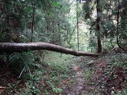 平成29年10月25日の通路整備作業の写真7