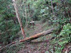 平成29年10月25日の通路整備作業の写真8