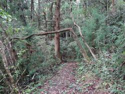 平成29年10月25日の通路整備作業の写真9