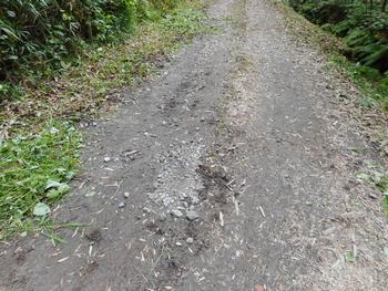 平成30年6月29日の通路整備作業の写真10