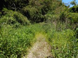 平成30年6月29日の通路整備作業の写真3