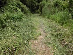 平成30年6月29日の通路整備作業の写真4