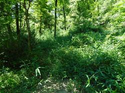 平成30年6月29日の通路整備作業の写真5