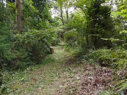 平成30年6月29日の通路整備作業の写真6