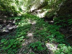 平成30年6月29日の通路整備作業の写真7