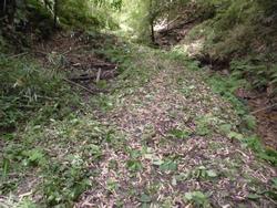 平成30年6月29日の通路整備作業の写真8