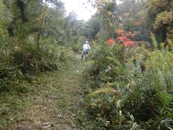 平成30年11月9日の通路整備作業の写真2