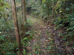 平成30年11月9日の通路整備作業の写真3