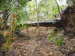 平成30年11月9日の通路整備作業の写真6