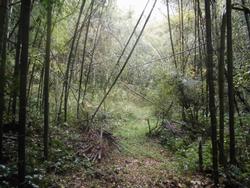 平成30年11月9日の通路整備作業の写真7