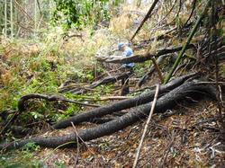 平成30年11月9日の通路整備作業の写真8